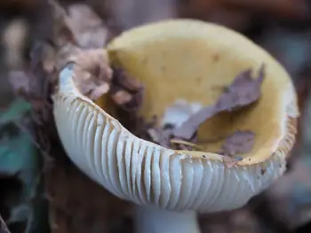 Vagevuurbos an Lippensgoed-Bulskampveld (Belgium)